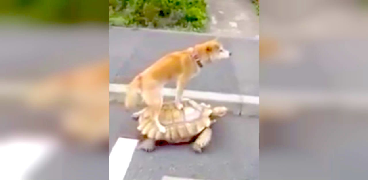 Tortoise moves along with dog