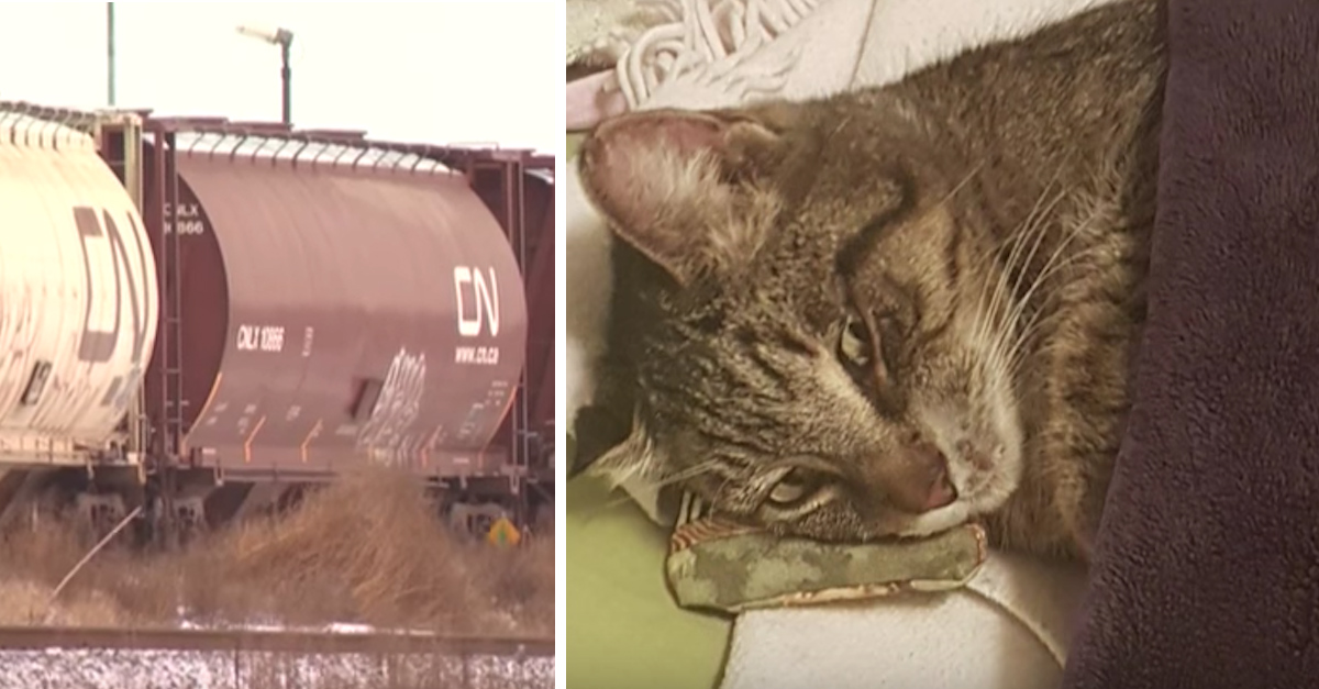 Train Cat