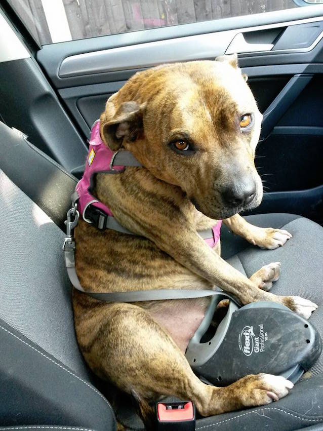 Transformers-Dog-1.jpg