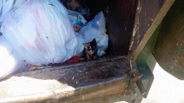 Trash-Kitty-2.jpg