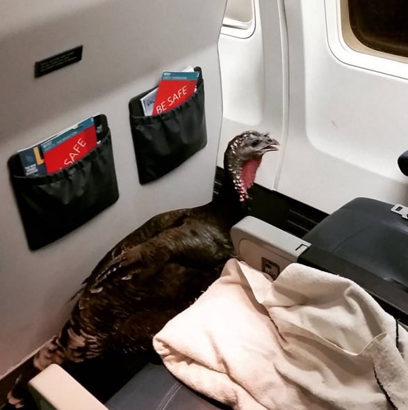 Turkey-1-1.jpg Turkey-1-1.jpg