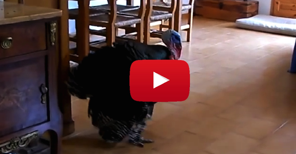 Turkey Dancing Funny