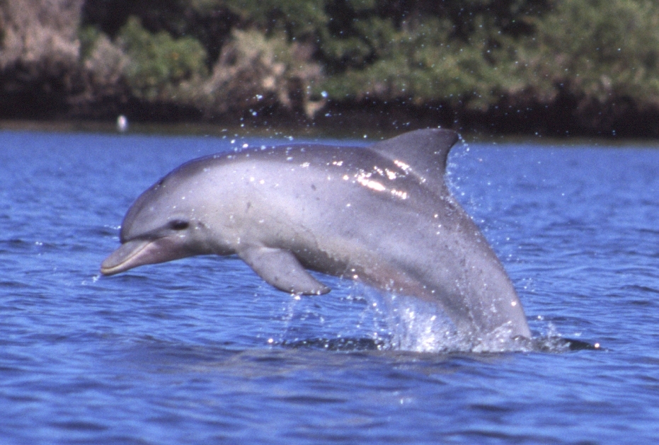 Tursiops_aduncus_Port_River_Adelaide_Australia_-_2003.jpg