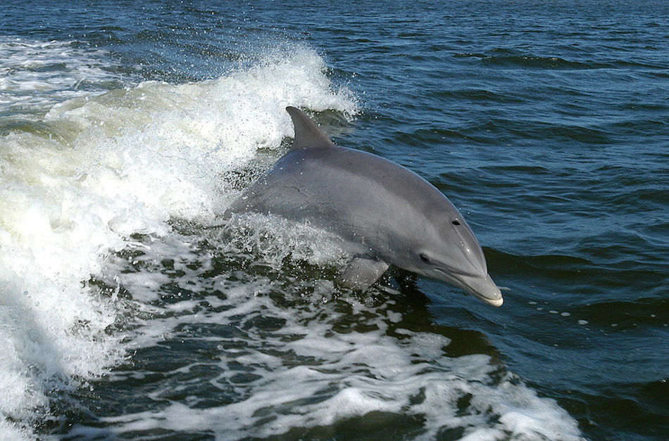 Tursiops_truncatus_01-1.jpg