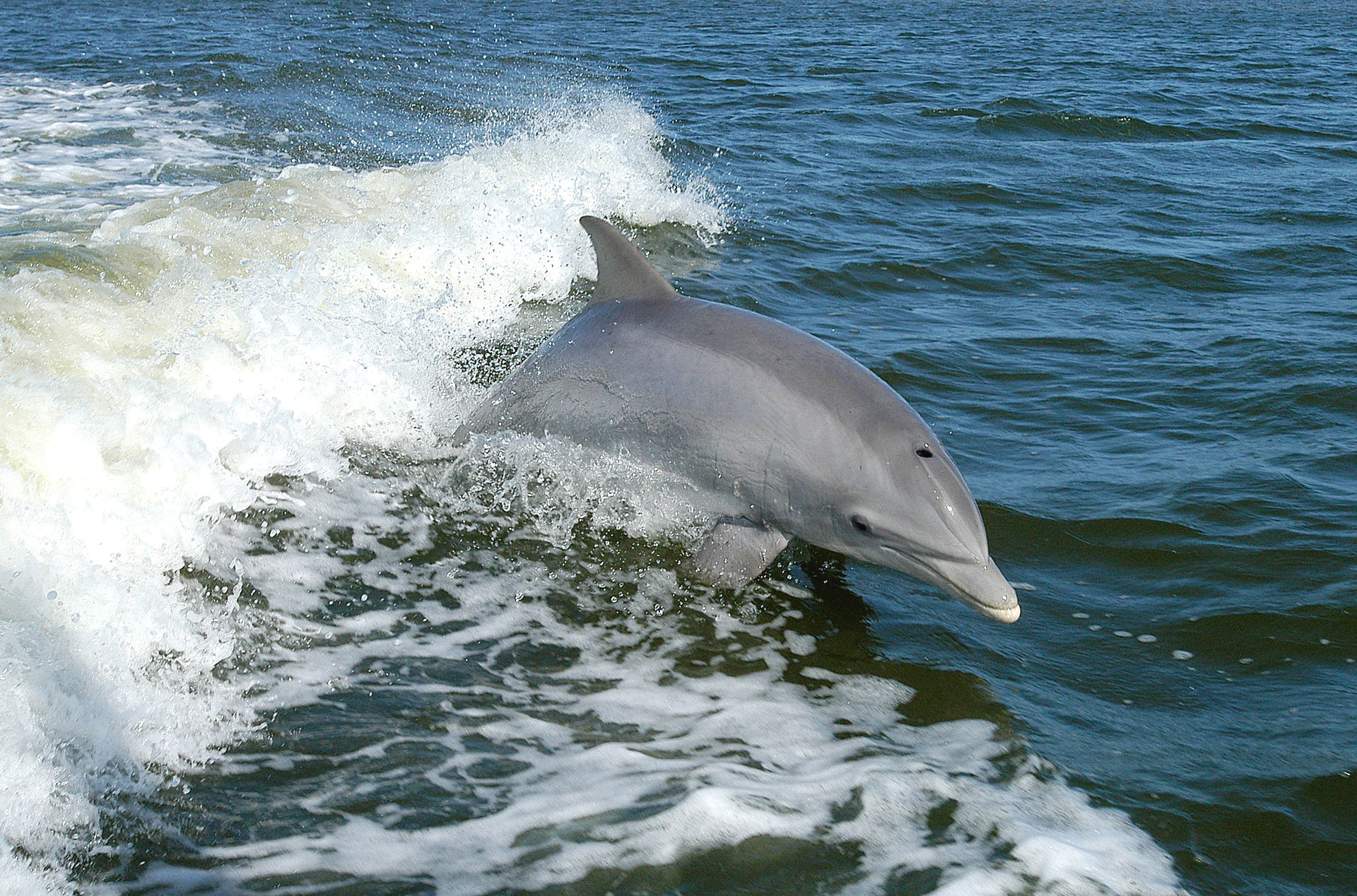 Tursiops_truncatus_01.jpg