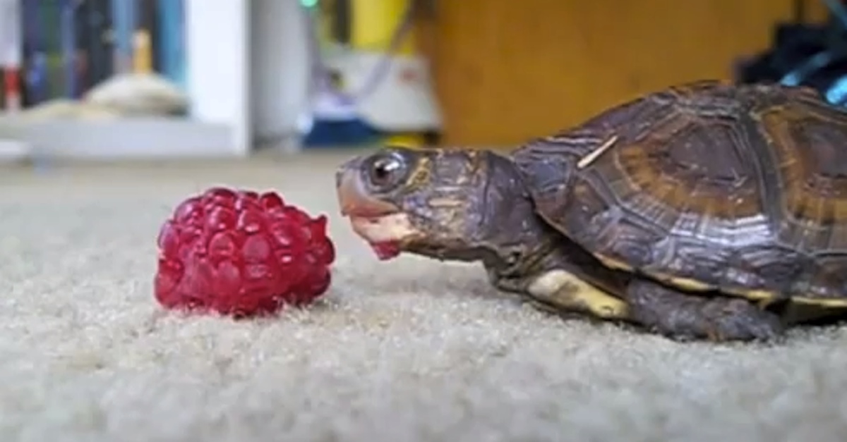 Turtle-Eating-Raspberry