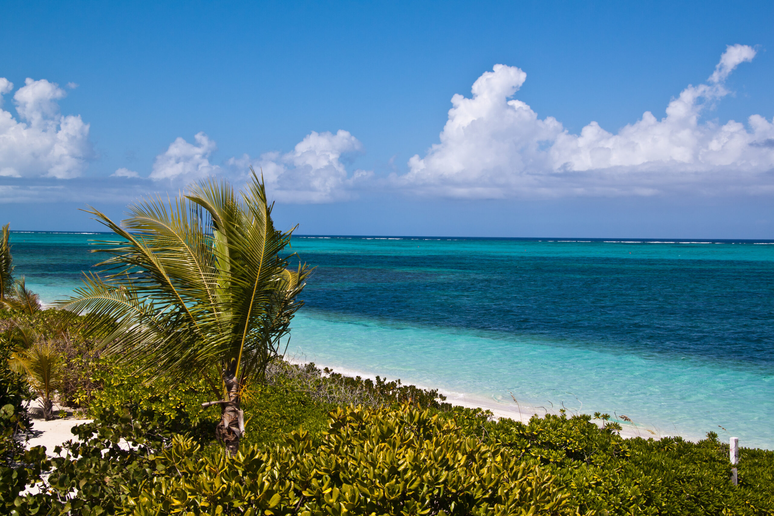 Tropical Paradise