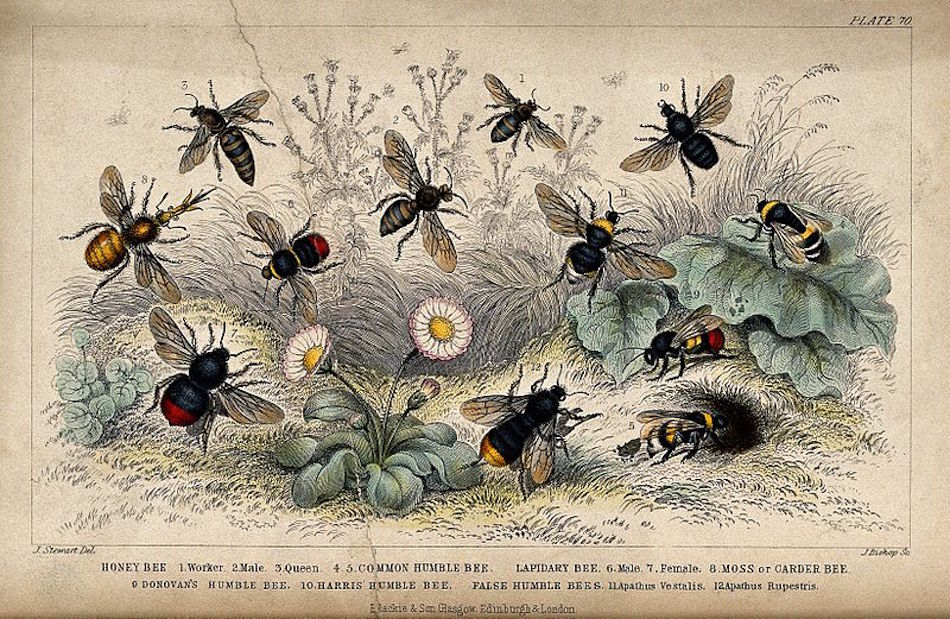 Twelve_different_species_of_bees_swarming_a_flowery_meadow._Wellcome_V00212801.jpg