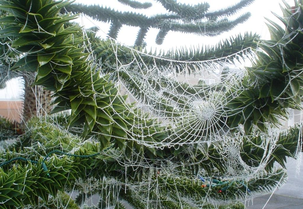 Ukrainian-SpiderWeb-http-users.ox_.ac_.ukrobinaraucaria.html.jpg