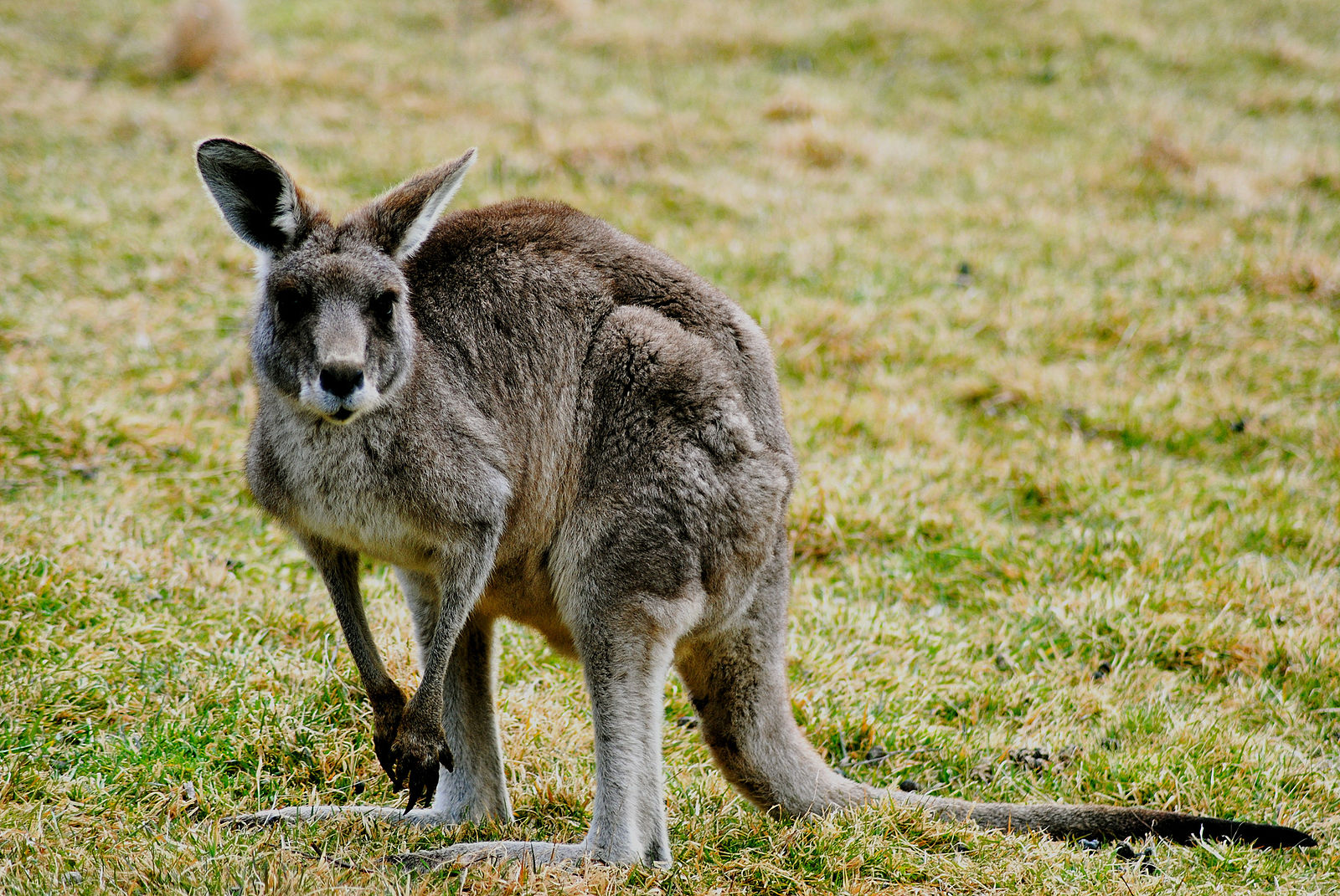 Unidentified_kangaroo_-Blue_Mountains_New_South_Wales_Australia-8.jpg