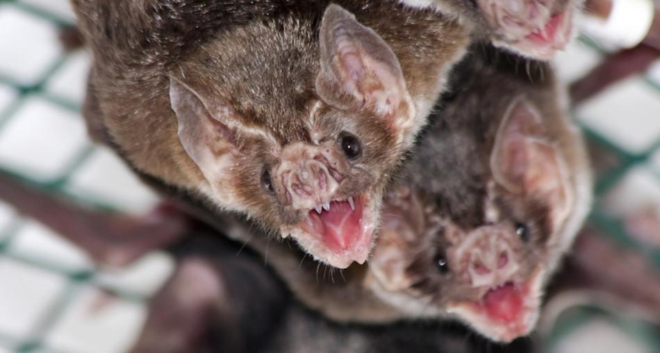 Vampire_bat_allogrooming.jpg