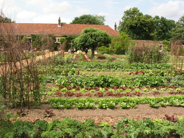 Vegetable_garden_at_Ham_House_Estate_-_geograph.org_.uk_-_4530.jpg
