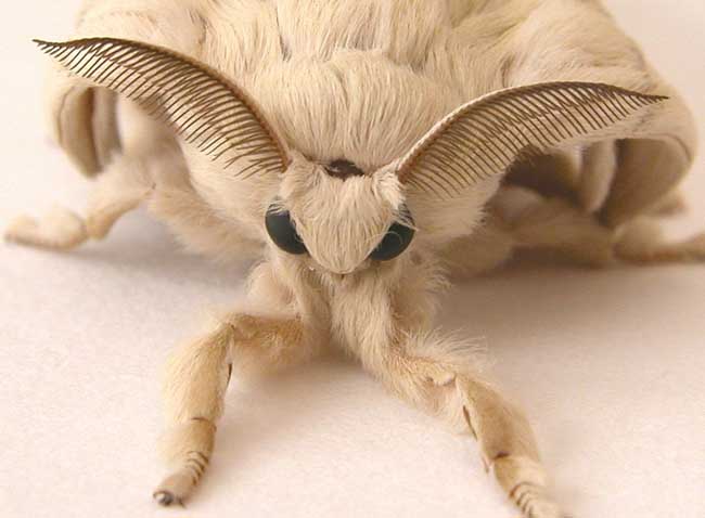 Venezuelan-Poodle-Moth-2.jpg