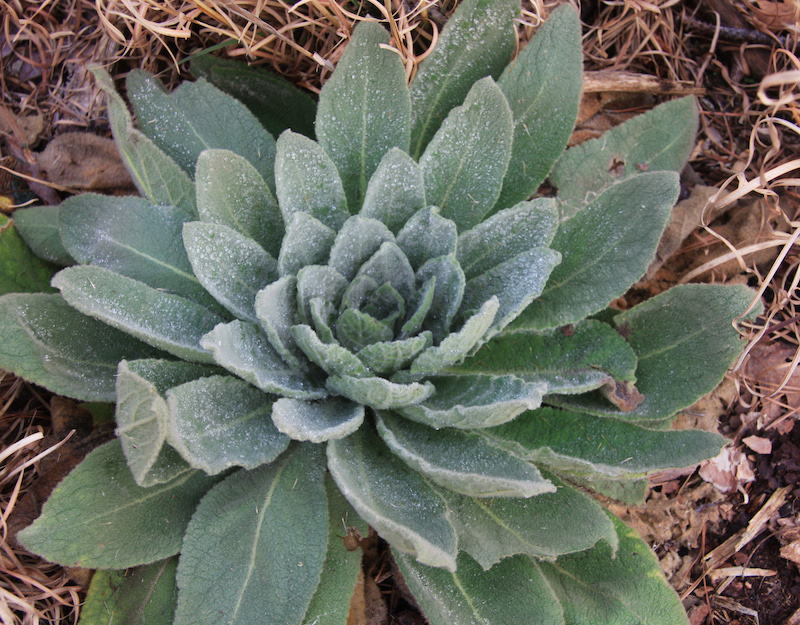 Verbascum_thapsus_mullein_leaf_rose_dewy.jpg