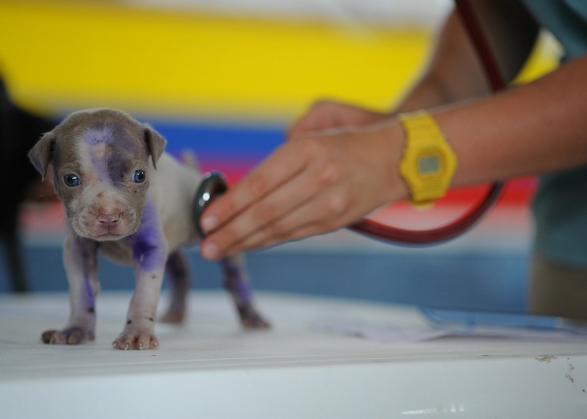 Veterinarian Canine Dog Medical Care Vet Puppy