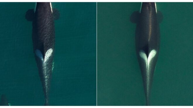 WHALE FEATURE
