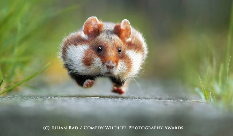 WINNER Comedy Wildlife Photography Awards WINNER Comedy Wildlife Photography Awards