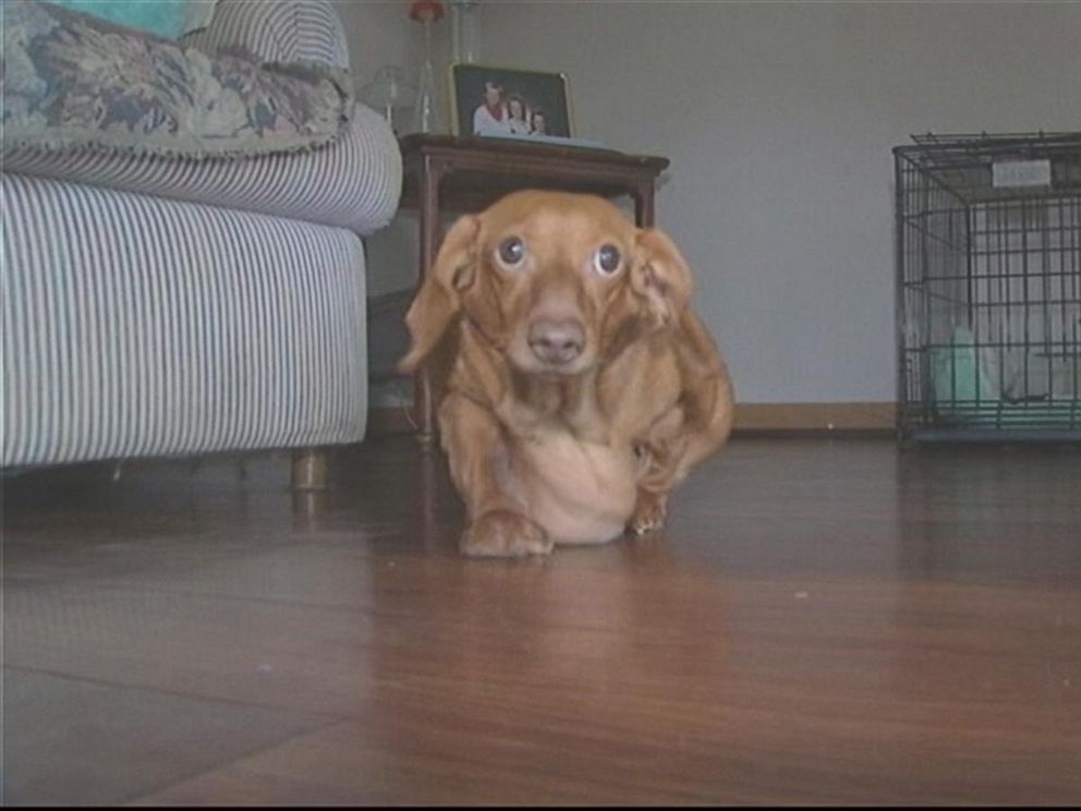 WSYX_dennis_dachshund_2_jt_150102_4x3_9921.jpg