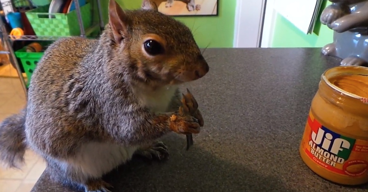 Wally the Squirrel Eating Peanut Butter With A Fork