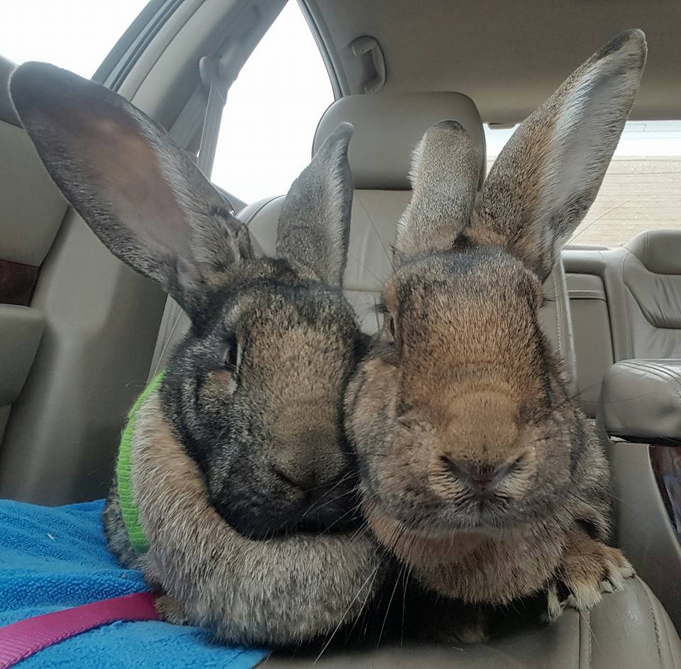 Walter-and-Betsy-In-Car.jpg