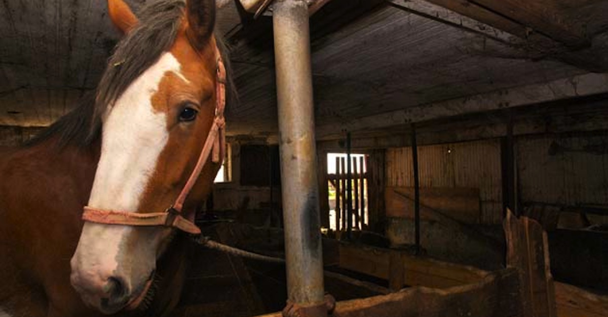 Webpic_Clydesdales0305_F11