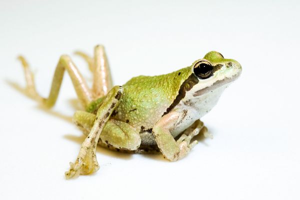 WhatsWithTheFrogs.jpg