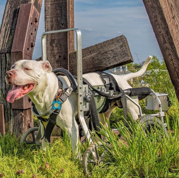 Wheelchair-Dog-2.jpg