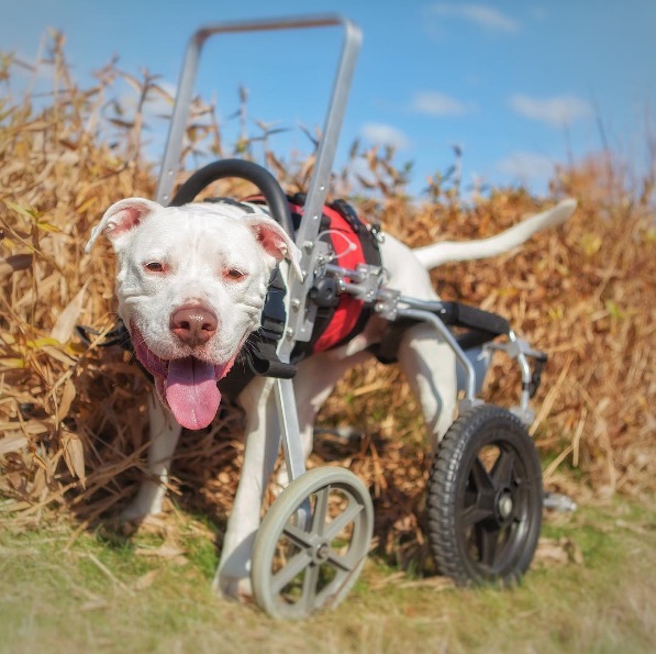 Wheelchair-Dog-4.jpg