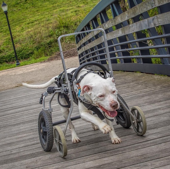 Wheelchair-Dog-5.jpg