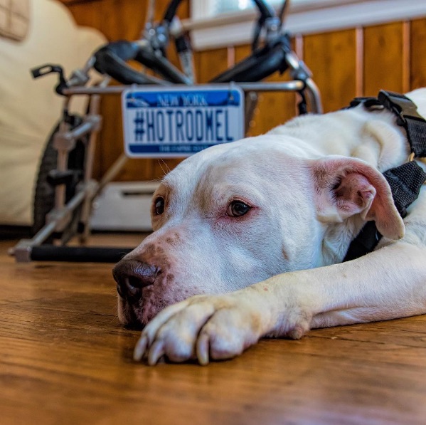 Wheelchair-Dog-6.jpg