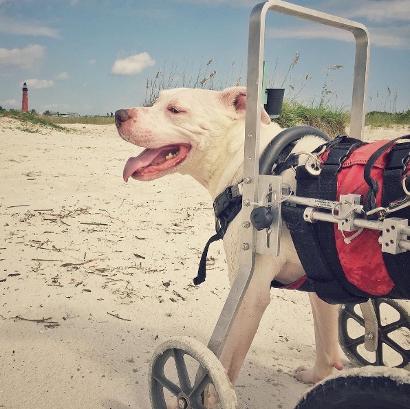 Wheelchair-Dog-7.jpg