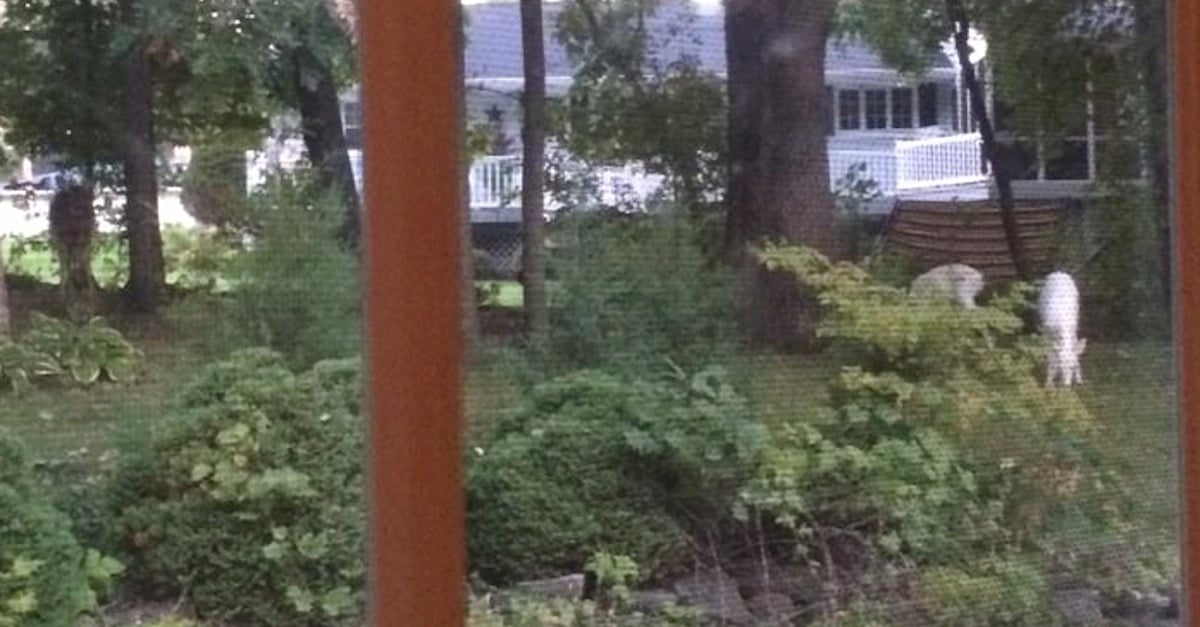 White-Deer.jpg