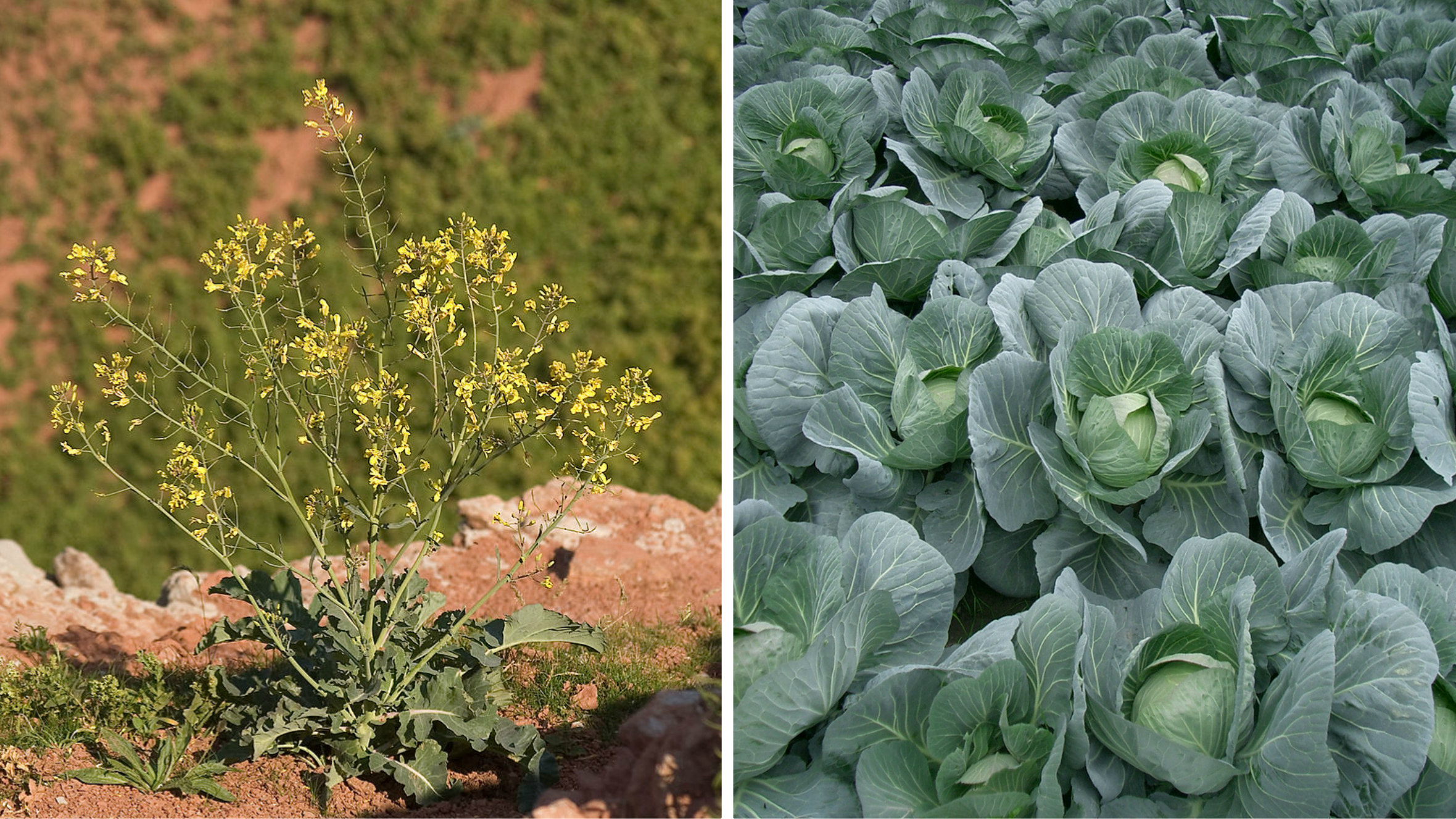 Wild-Cabbage-Collage.jpg