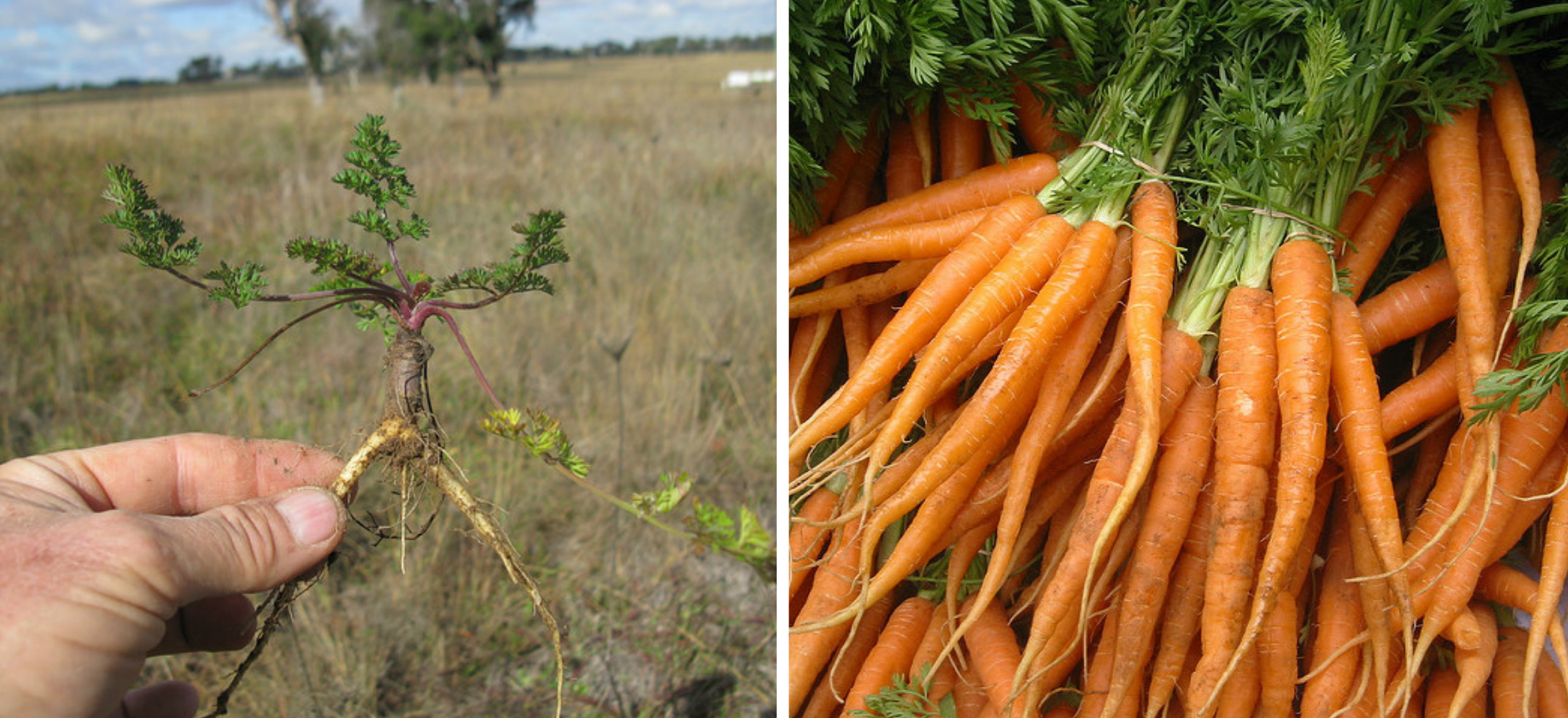 Wild-Carrot-Collage.jpg