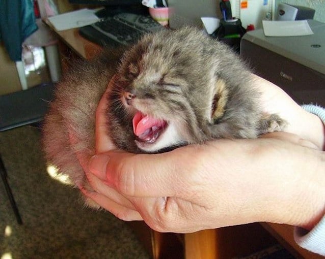 Wild-Cat-Kittens-1.jpg Wild-Cat-Kittens-1.jpg