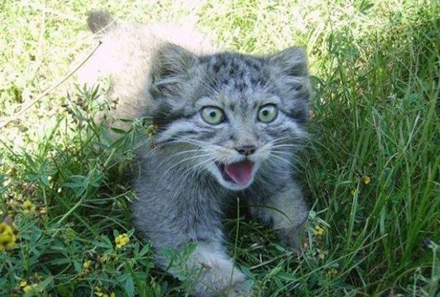 Wild-Cat-Kittens-3.jpg