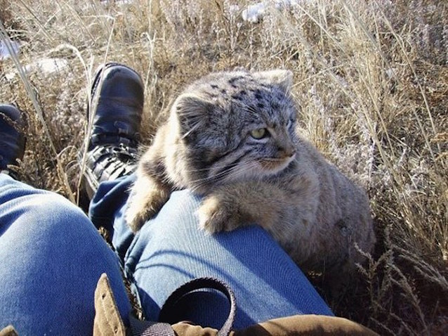 Wild-Cat-Kittens-4.jpg