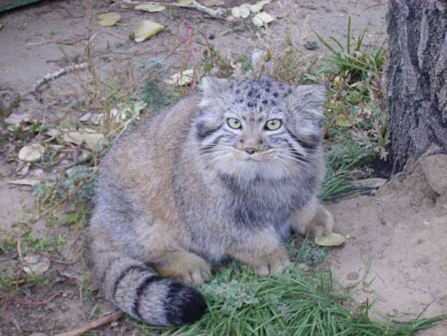Wild-Cat-Kittens-5.jpg