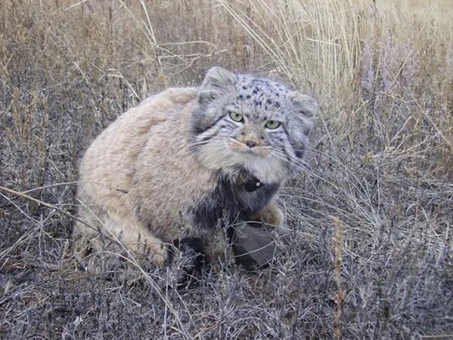 Wild-Cat-Kittens-6.jpg