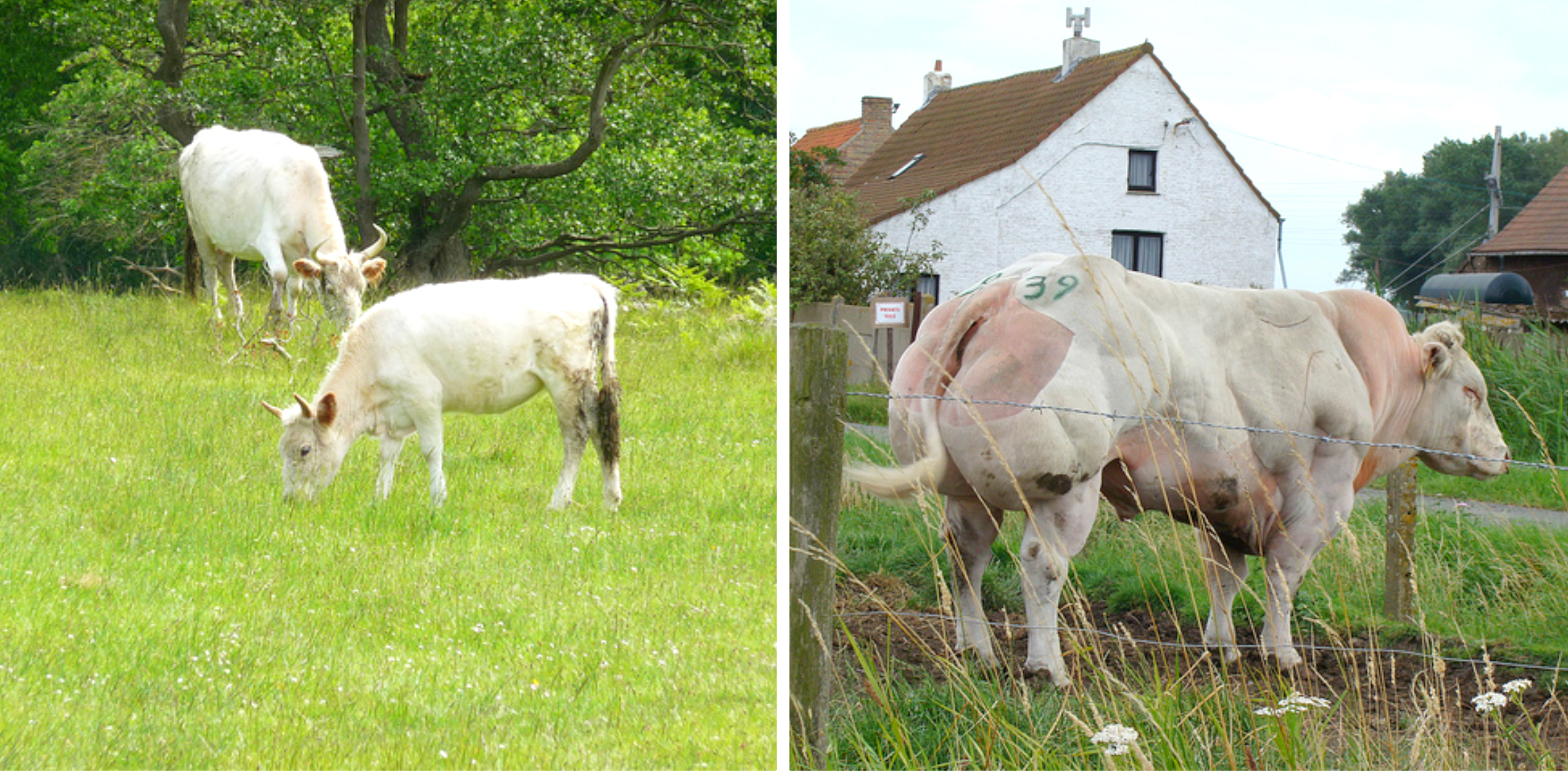 Wild-Cow-Collage.jpg