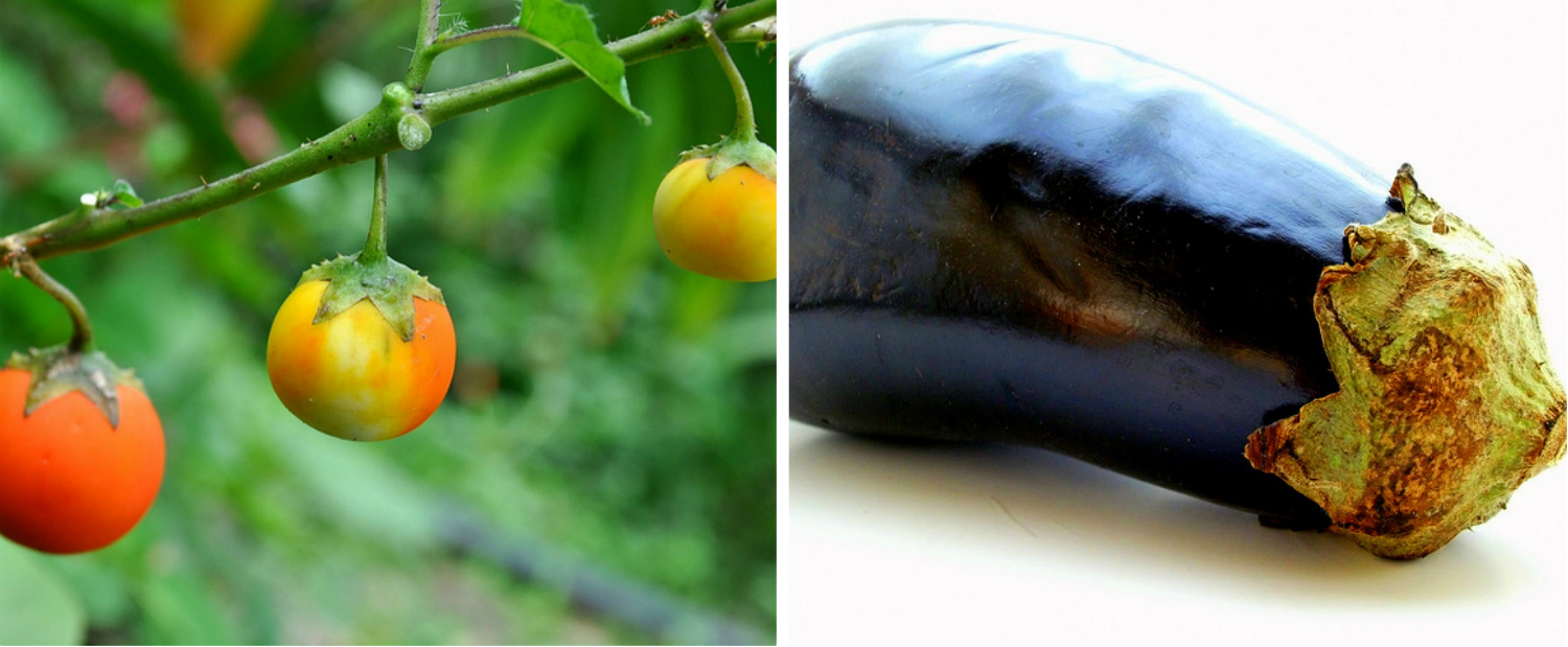 Wild-Eggplant-Collage.jpg