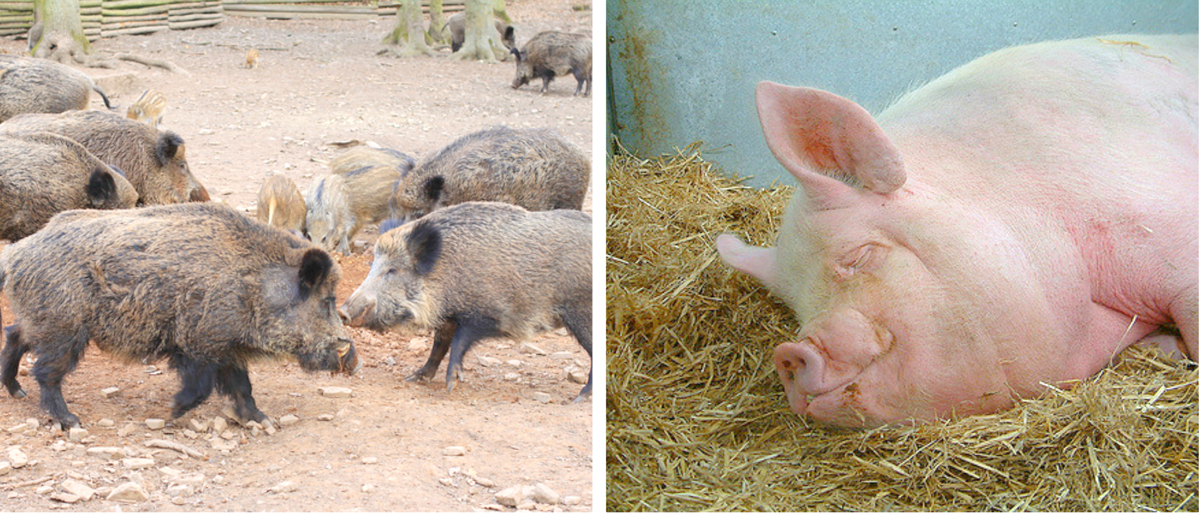 Wild-Pig-Collage.jpg