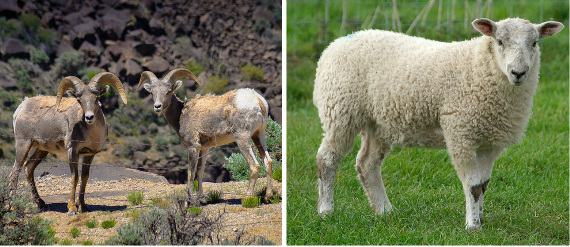 Wild-Sheep-Collage.jpg