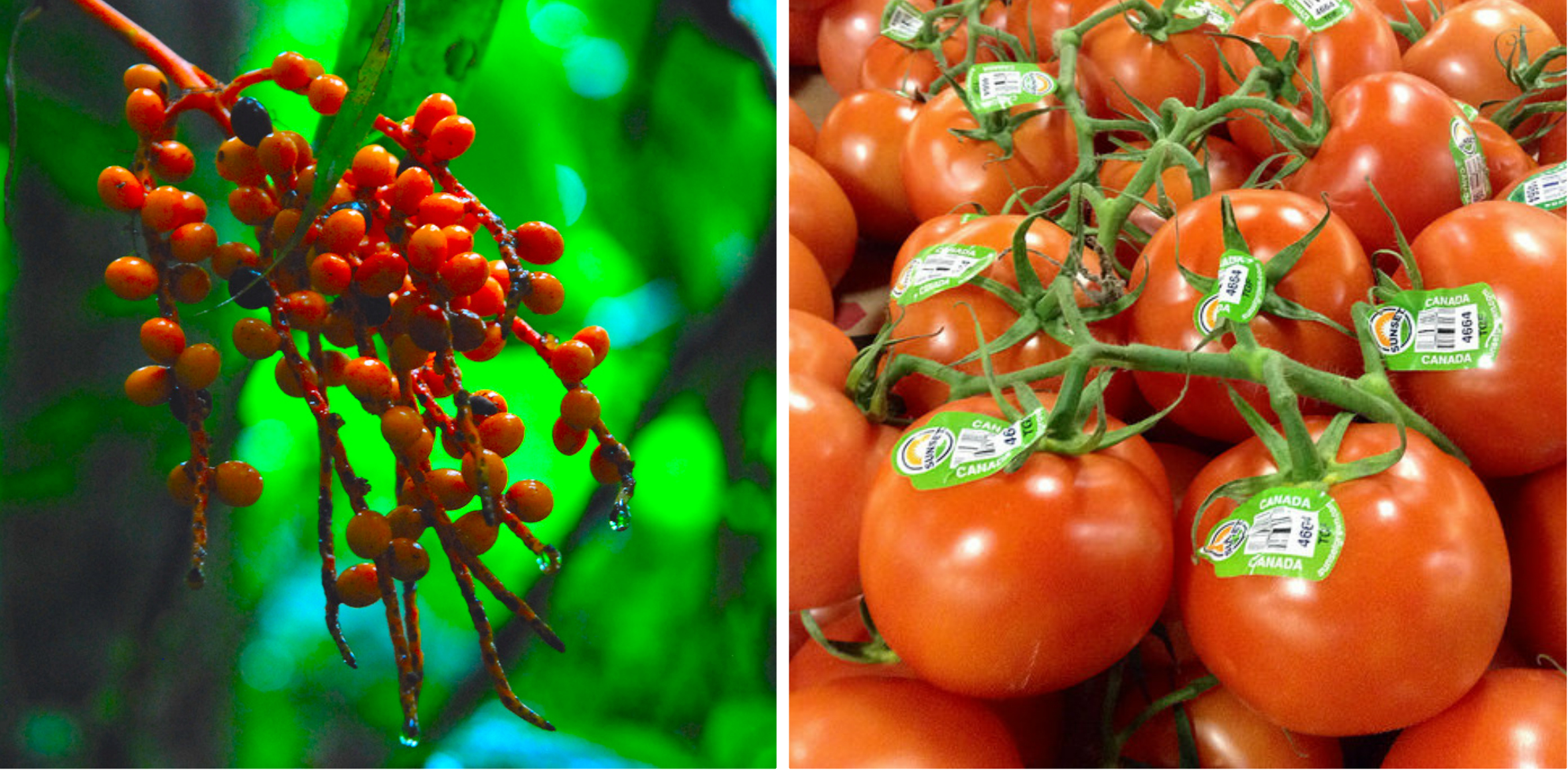 Wild-Tomatoes-Collage.jpg