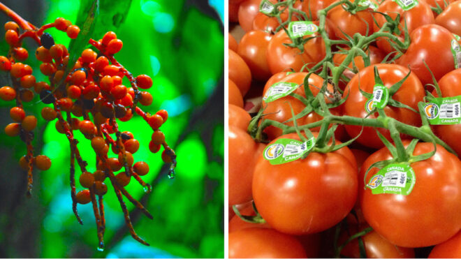 Wild Tomatoes Collage