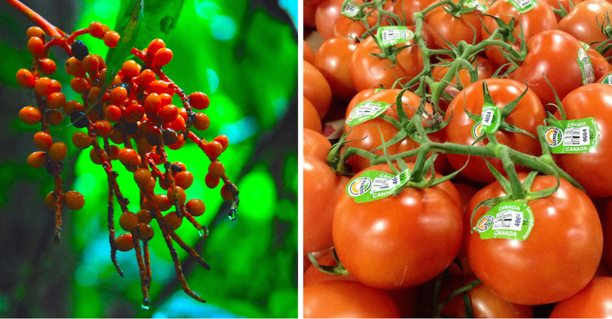 Wild Tomatoes Collage