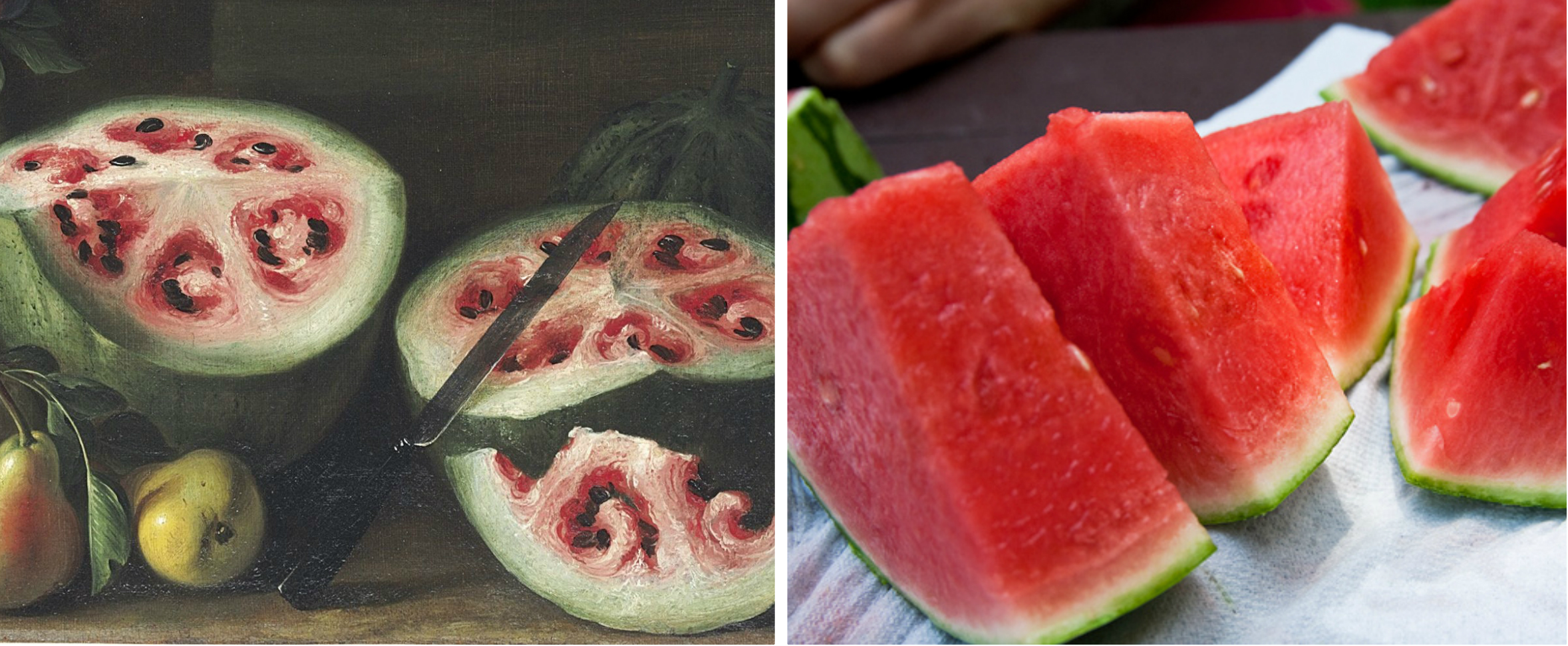 Wild-Watermelon-Collage.jpg