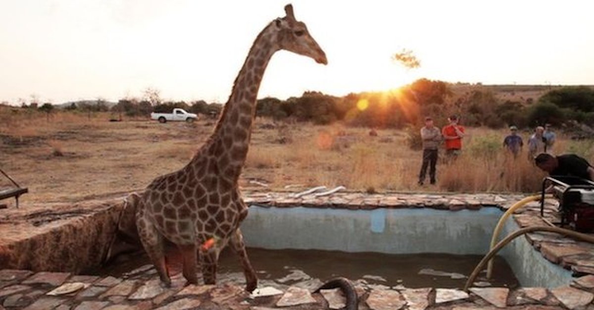 Wild at Heart giraffe swimming pool rescue