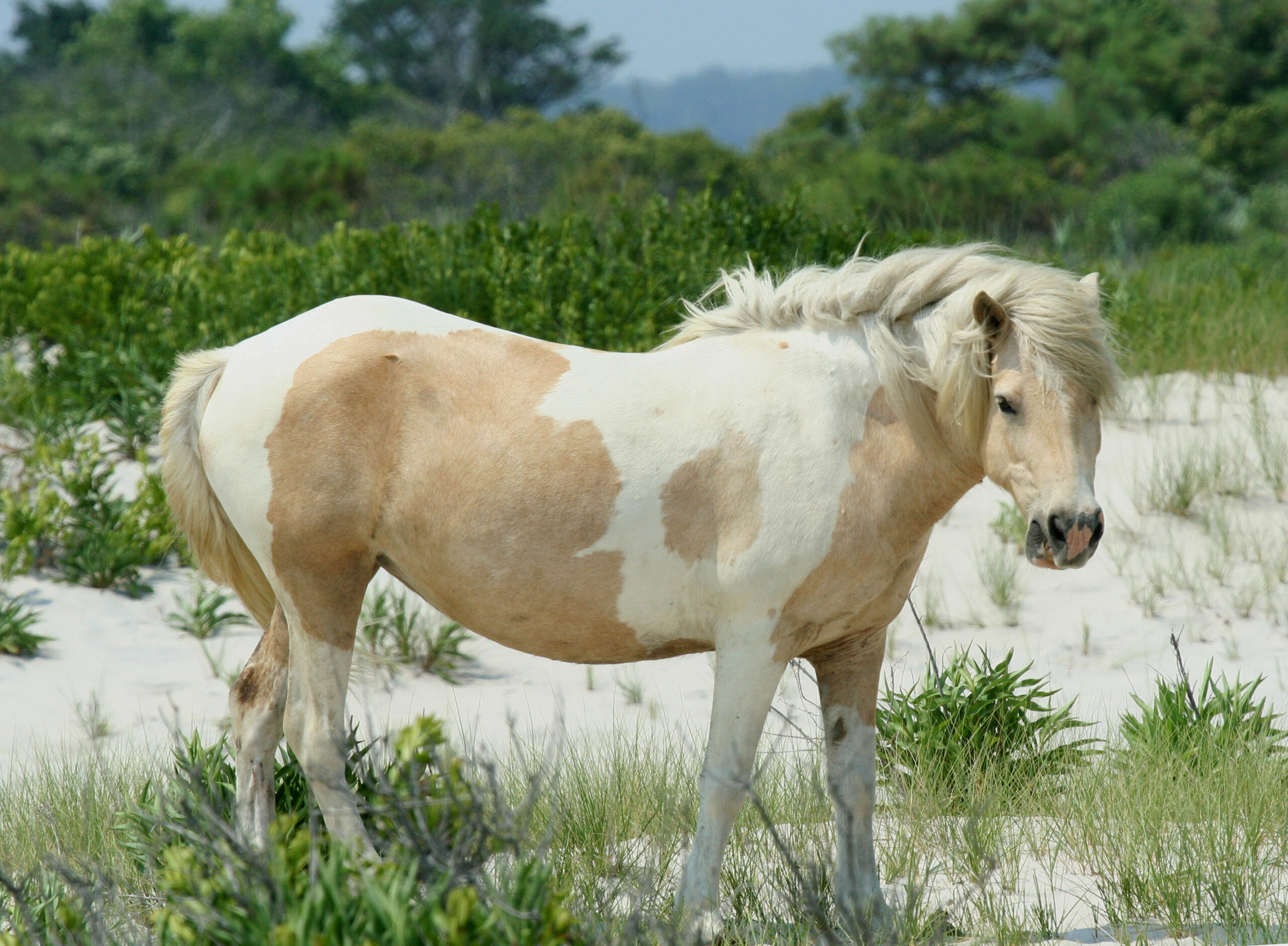 Wild_Pony_at_Assateague.jpg