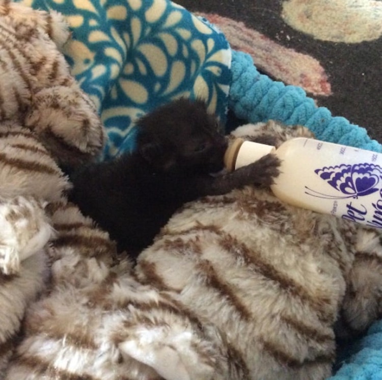 Winnie-cat-2.jpg